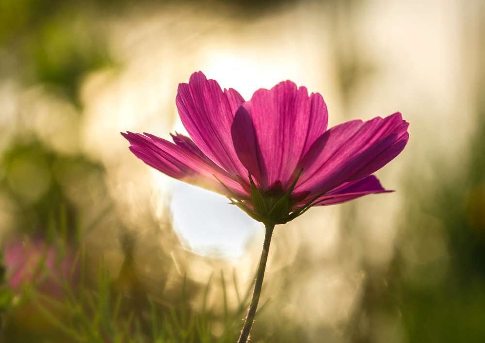 Fleurs de la vie de couleur pourpre